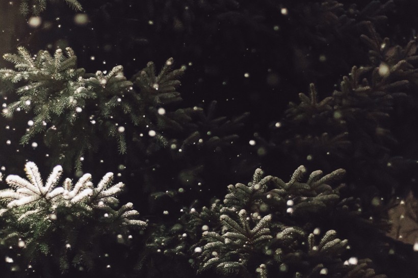 皎潔的雪花圖片