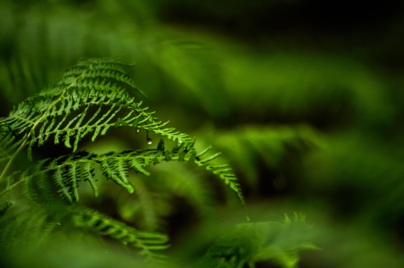野生綠色蕨類植物圖片