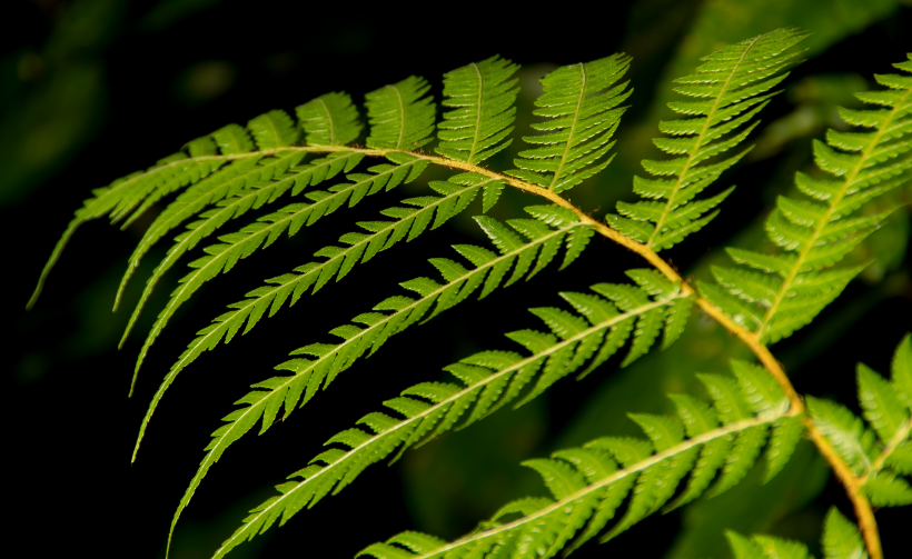 野生綠色蕨類植物圖片