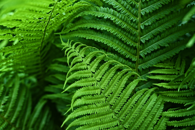 野生綠色蕨類植物圖片