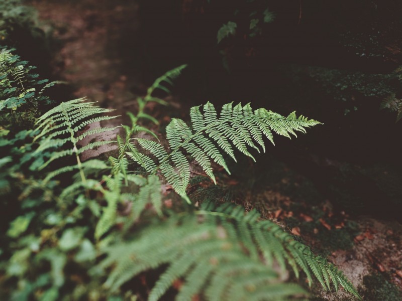 野生綠色蕨類植物圖片