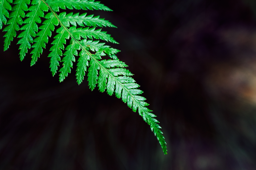 野生綠色蕨類植物圖片