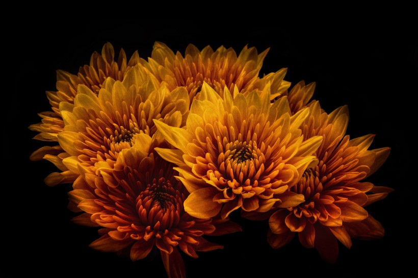 嬌豔名貴的<a href=https://www.meiriqutu.com/tag/7610.html target=_blank class=infotextkey>菊花</a>圖片