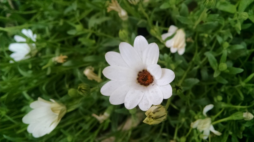 五顔六色的藜蘆鮮花圖片