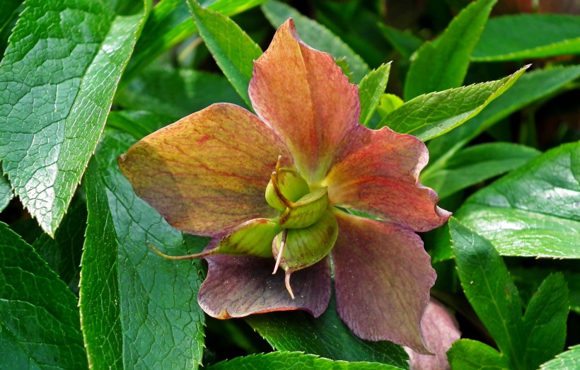 五顔六色的藜蘆鮮花圖片