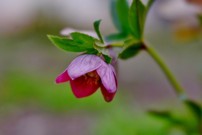 五顔六色的藜蘆鮮花圖片