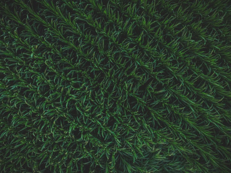 綠色的草地圖片