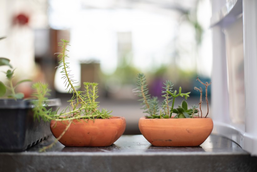 盆栽綠植圖片