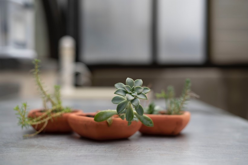 盆栽綠植圖片