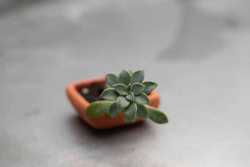 盆栽綠植圖片