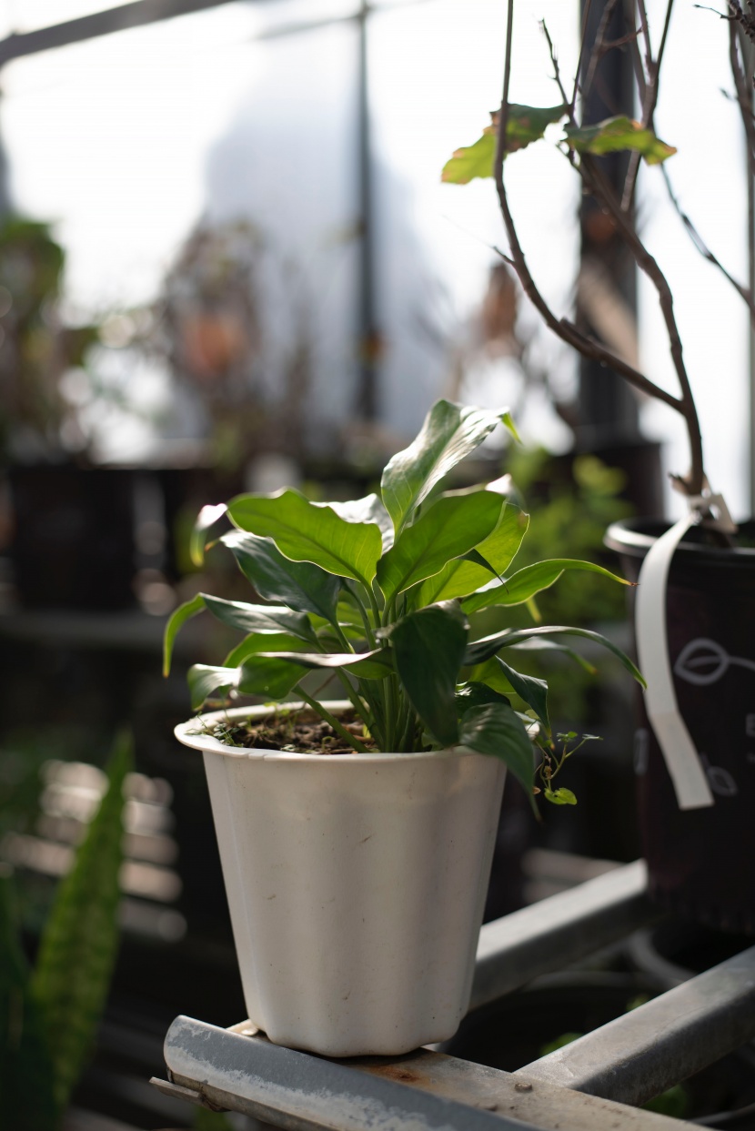 盆栽綠植圖片