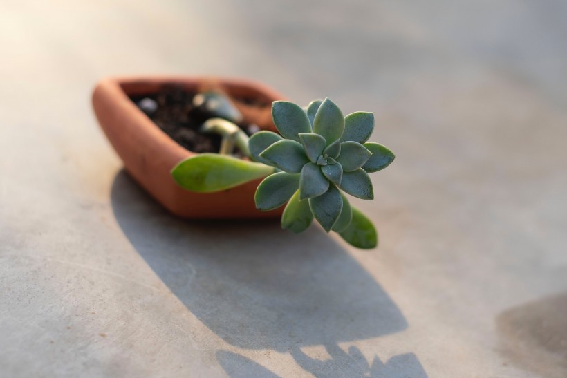 盆栽綠植圖片