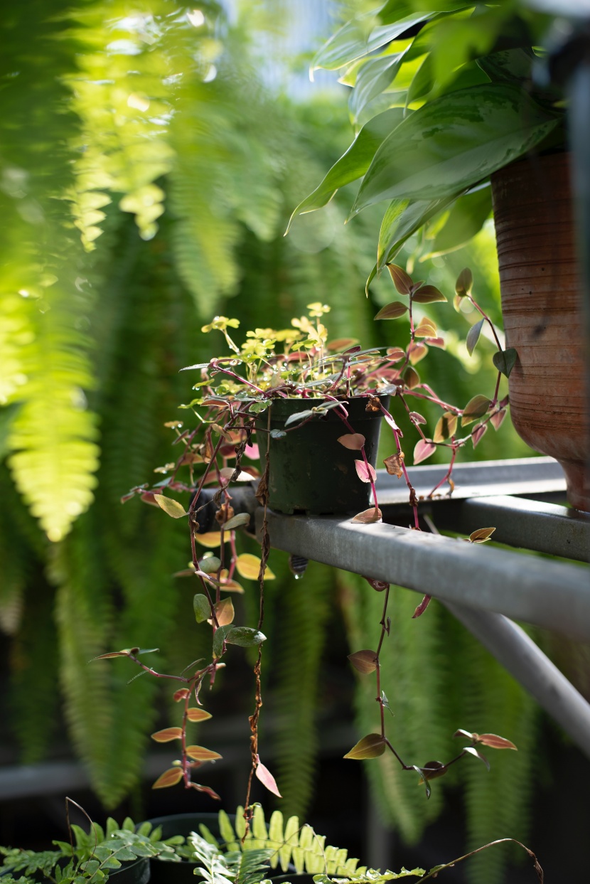 盆栽綠植圖片
