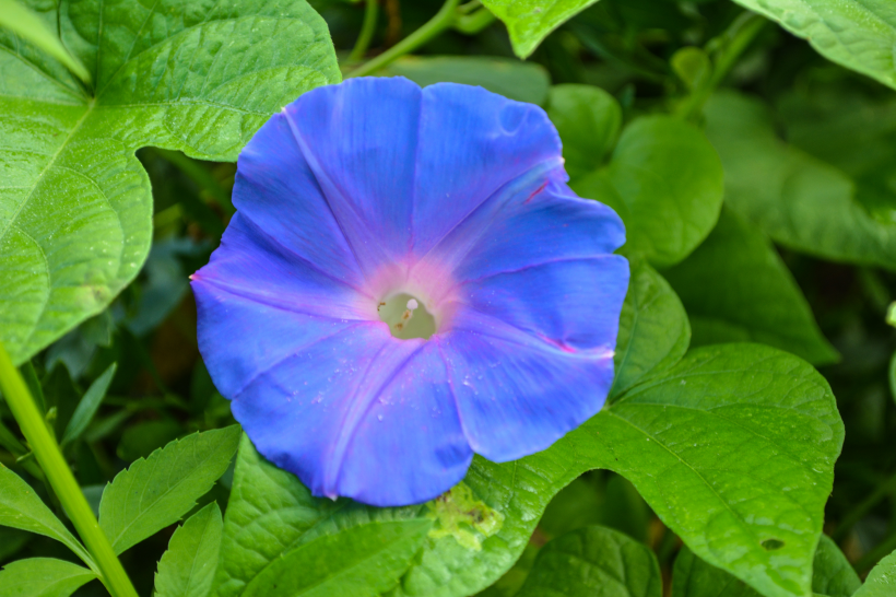 牽牛花高清特寫圖片