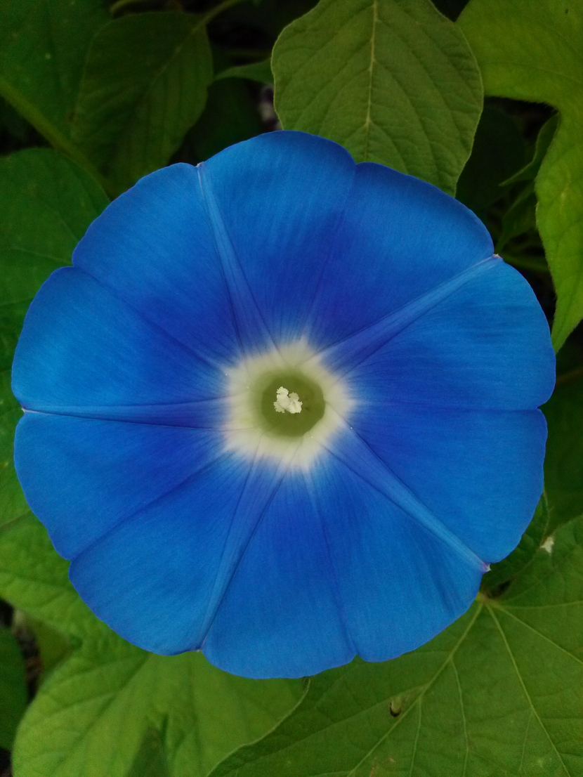 牽牛花高清特寫圖片