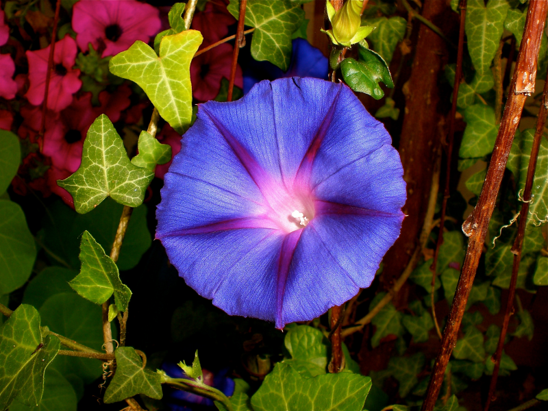 牽牛花高清特寫圖片
