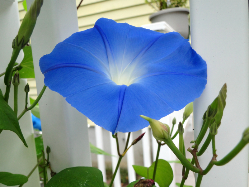 牽牛花高清特寫圖片