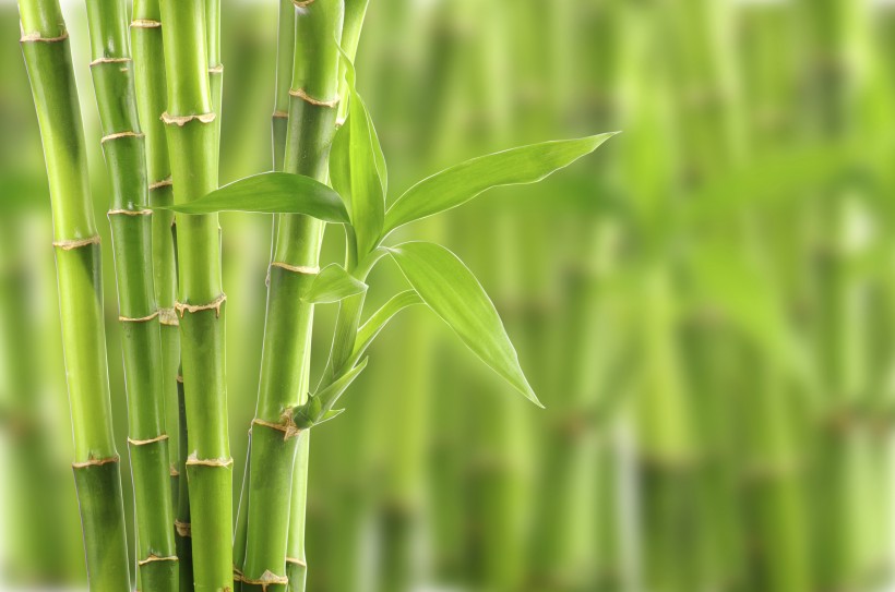 清涼的竹林圖片