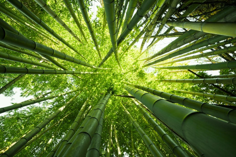 清涼的竹林圖片