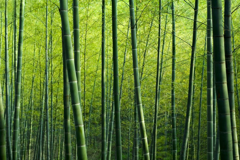 清涼的竹林圖片