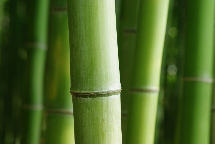 清涼的竹林圖片