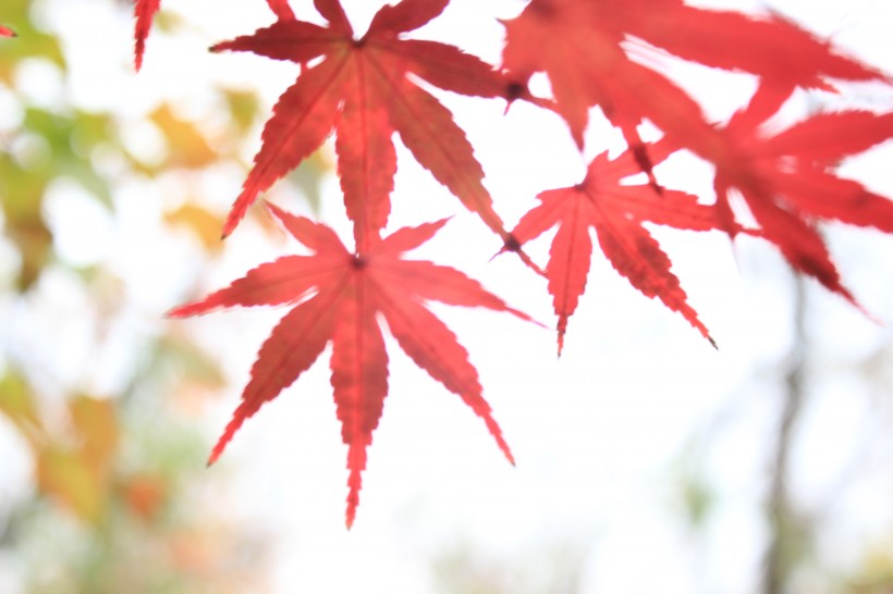 秋日的紅葉圖片