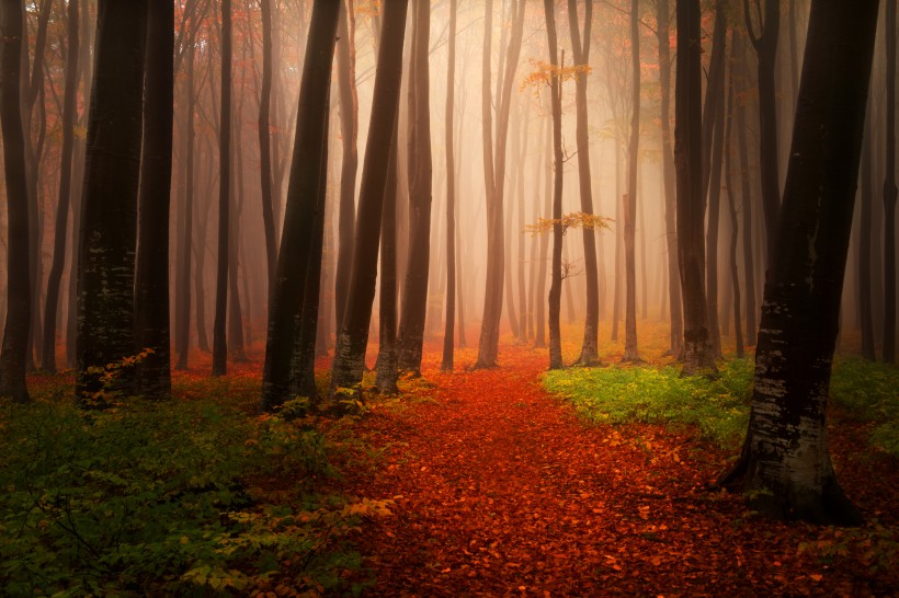 樹林迷霧景色圖片