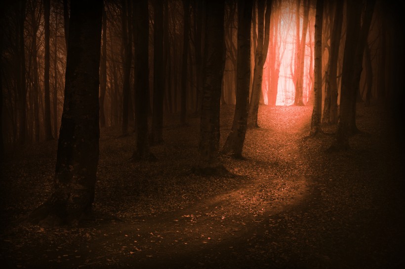 樹林迷霧景色圖片