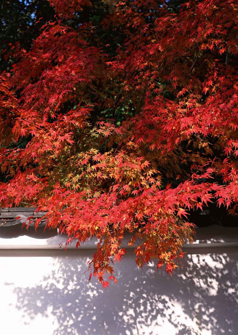 紅紅的楓葉圖片