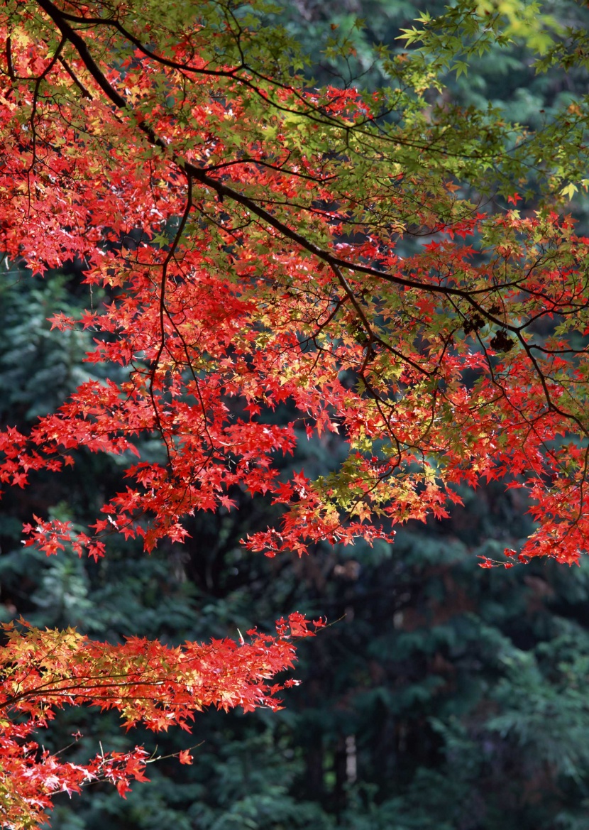 紅紅的楓葉圖片