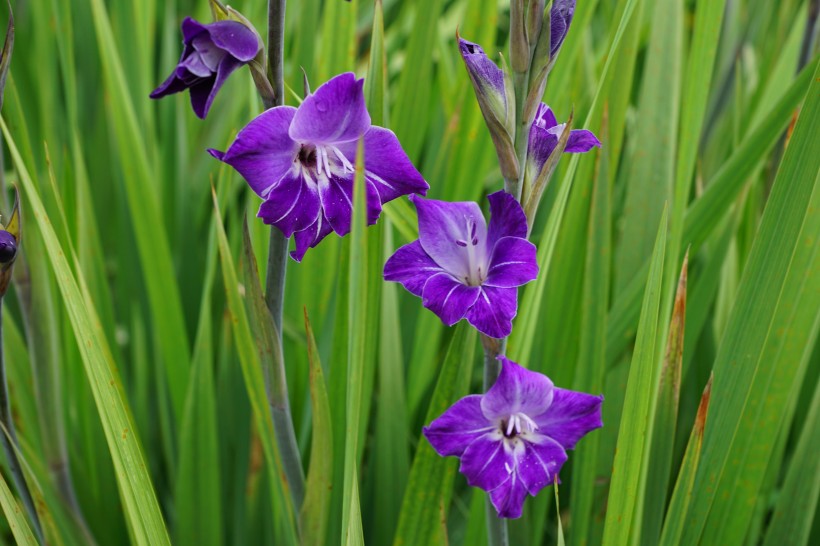 五顔六色唐菖蒲圖片