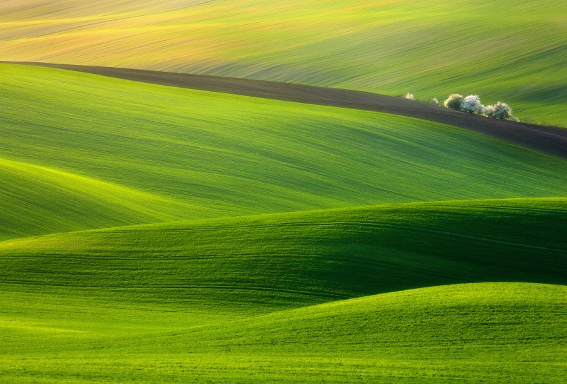綠色的田野圖片