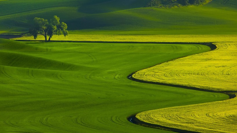 綠色的田野圖片