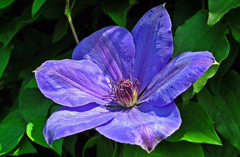 <a href=https://www.meiriqutu.com/tag/huaduo2.html target=_blank class=infotextkey><a href=https://www.meiriqutu.com/tag/7605.html target=_blank class=infotextkey>花朵</a></a>豔麗的鐵線蓮圖片