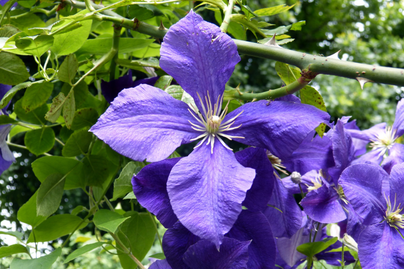 <a href=https://www.meiriqutu.com/tag/huaduo2.html target=_blank class=infotextkey><a href=https://www.meiriqutu.com/tag/7605.html target=_blank class=infotextkey>花朵</a></a>豔麗的鐵線蓮圖片