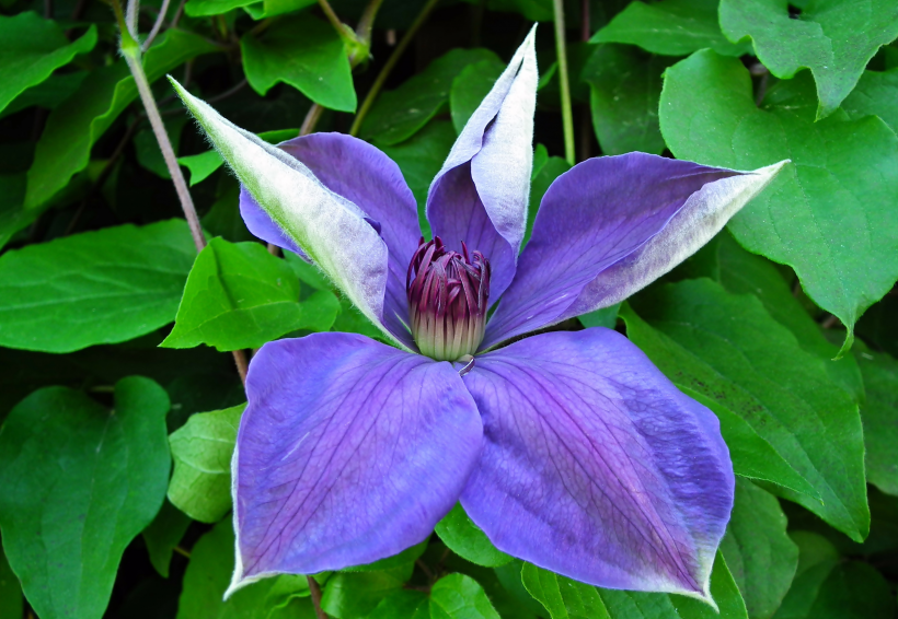 <a href=https://www.meiriqutu.com/tag/huaduo2.html target=_blank class=infotextkey><a href=https://www.meiriqutu.com/tag/7605.html target=_blank class=infotextkey>花朵</a></a>豔麗的鐵線蓮圖片