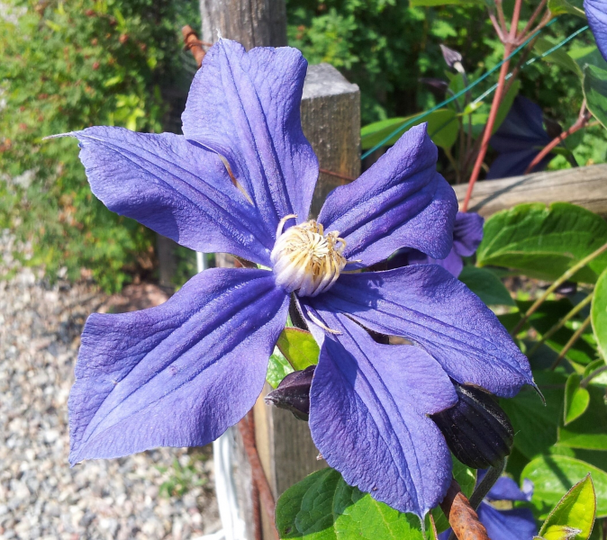 花朵豔麗的鐵線蓮圖片