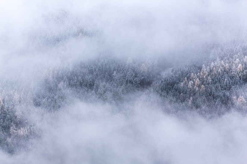 霧氣缭繞的森林圖片