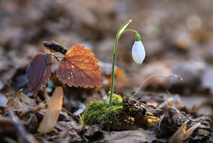 潔白唯美的雪花蓮圖片