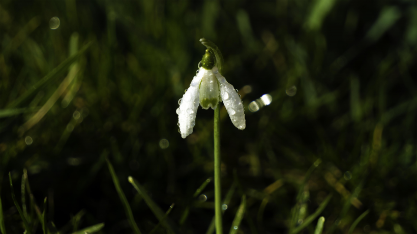 潔白唯美的雪花蓮圖片