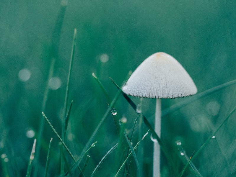 森林中野生的蘑菇圖片