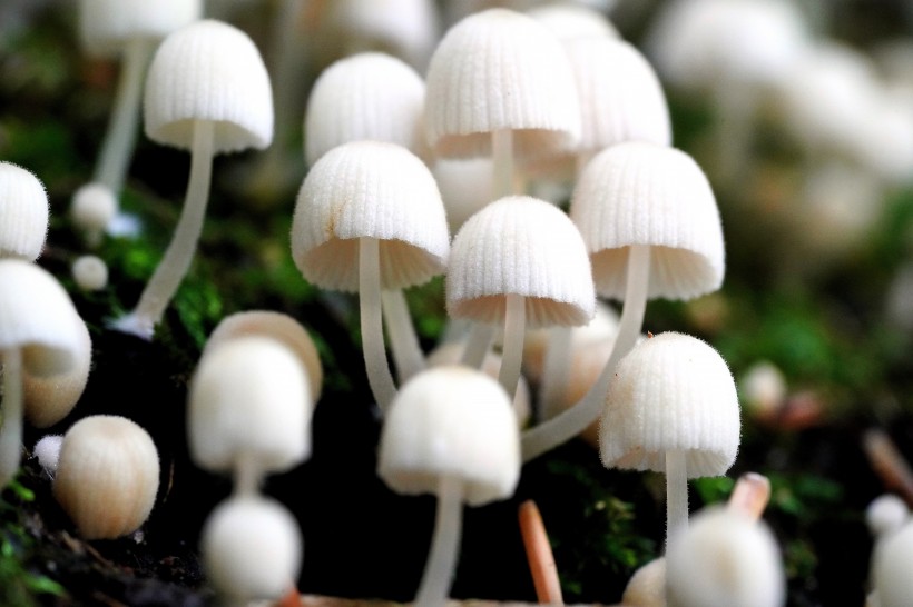 森林中野生的蘑菇圖片