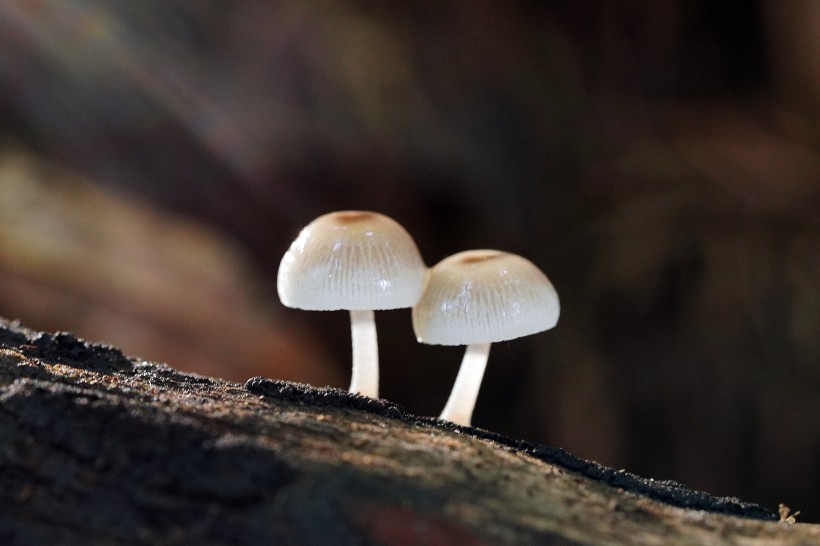 森林中野生的蘑菇圖片