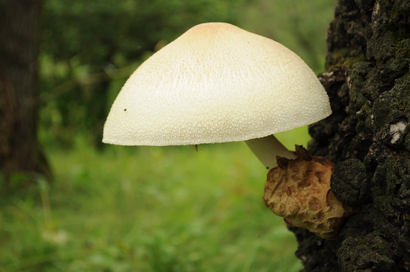 森林中野生的蘑菇圖片