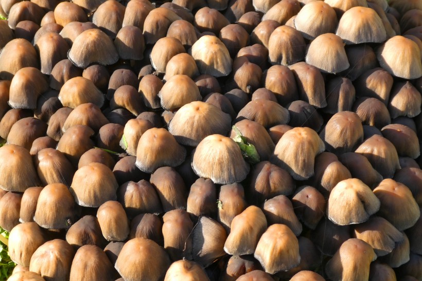 森林中野生的蘑菇圖片