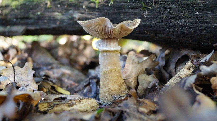 森林中野生的蘑菇圖片
