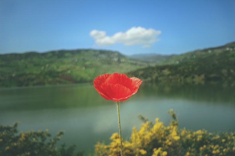 <a href=https://www.meiriqutu.com/tag/huaduo2.html target=_blank class=infotextkey><a href=https://www.meiriqutu.com/tag/7605.html target=_blank class=infotextkey>花朵</a></a>豔麗香氣濃郁的罂粟花圖片