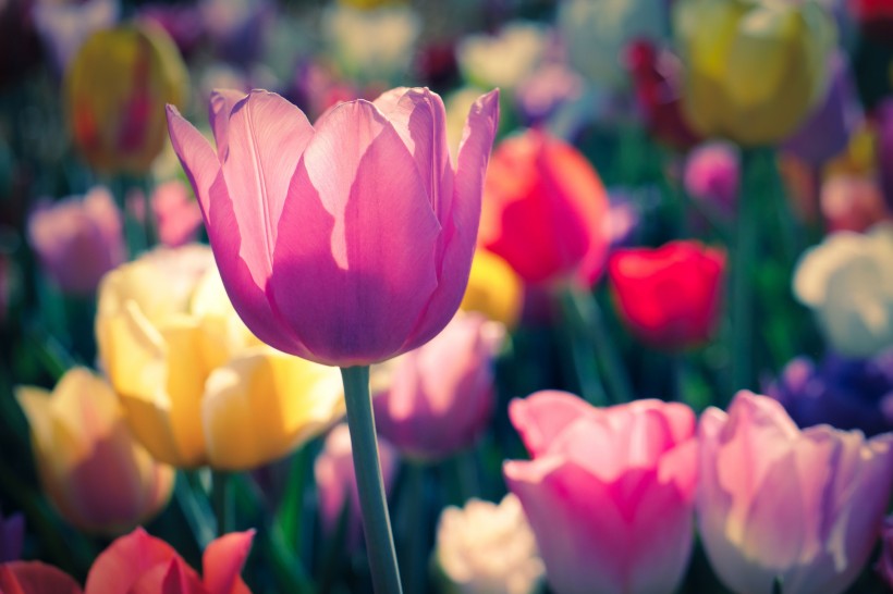 <a href=https://www.meiriqutu.com/tag/huaduo2.html target=_blank class=infotextkey><a href=https://www.meiriqutu.com/tag/7605.html target=_blank class=infotextkey>花朵</a></a>豔麗的<a href=https://www.meiriqutu.com/tag/7614.html target=_blank class=infotextkey>郁金香</a>圖片