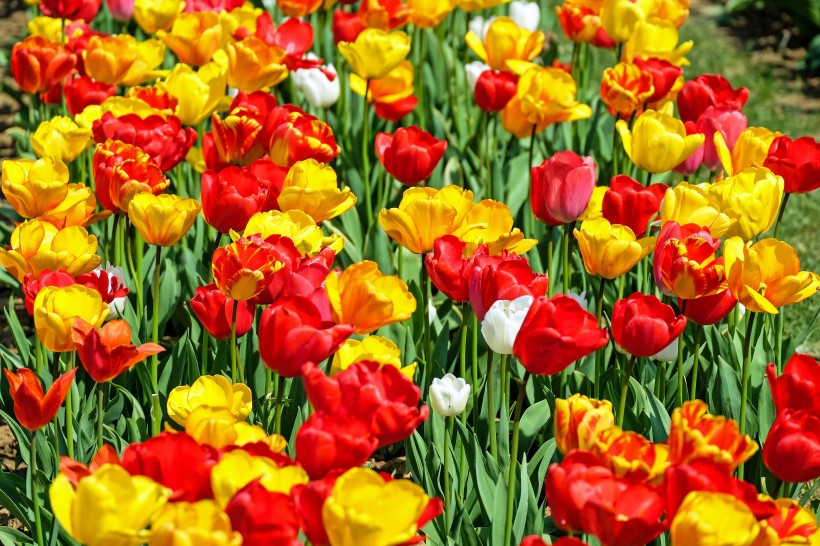 <a href=https://www.meiriqutu.com/tag/huaduo2.html target=_blank class=infotextkey><a href=https://www.meiriqutu.com/tag/7605.html target=_blank class=infotextkey>花朵</a></a>豔麗的<a href=https://www.meiriqutu.com/tag/7614.html target=_blank class=infotextkey>郁金香</a>圖片