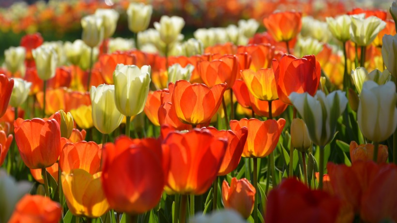 <a href=https://www.meiriqutu.com/tag/huaduo2.html target=_blank class=infotextkey><a href=https://www.meiriqutu.com/tag/7605.html target=_blank class=infotextkey>花朵</a></a>豔麗的<a href=https://www.meiriqutu.com/tag/7614.html target=_blank class=infotextkey>郁金香</a>圖片